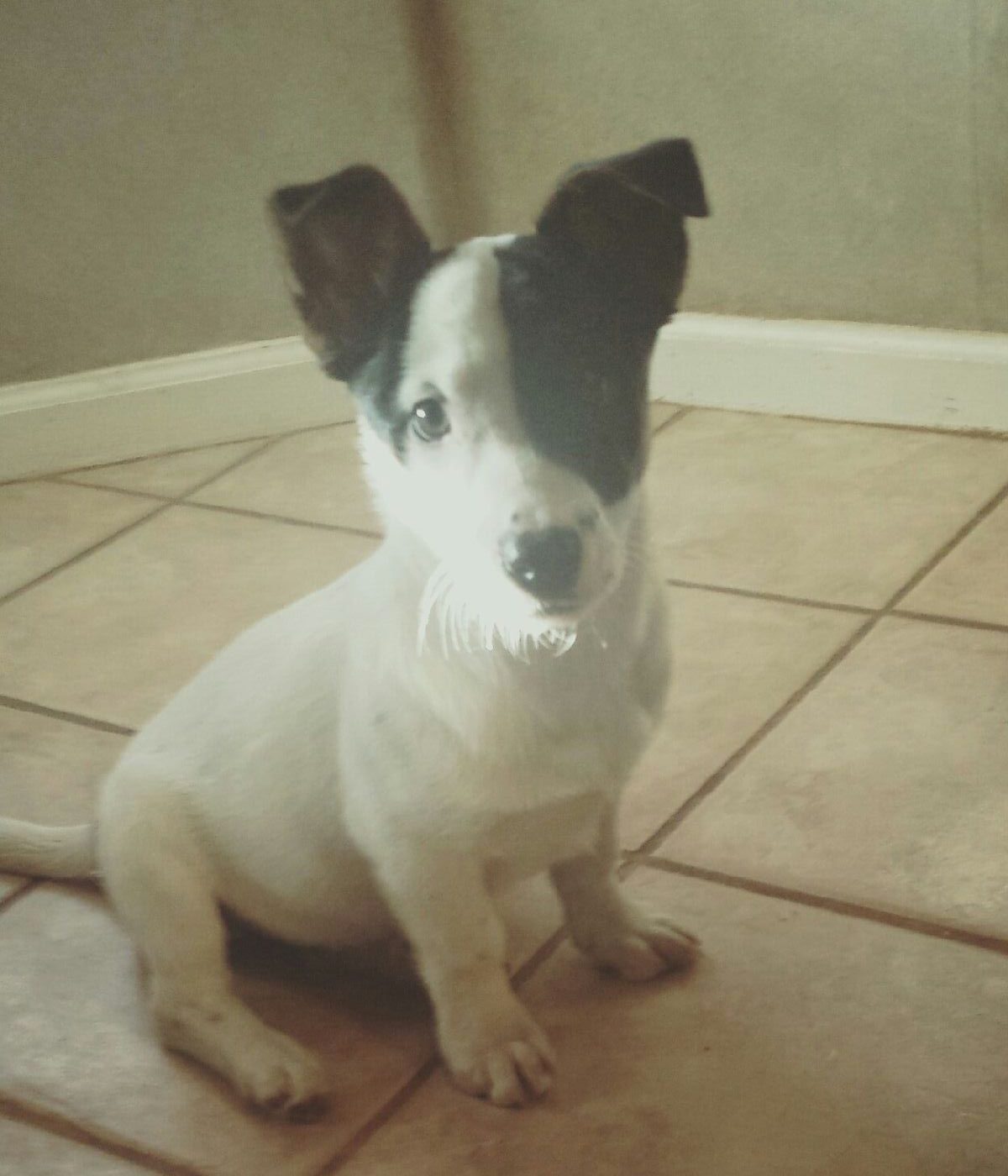 As the holidays and new year gets closer, you can give back to the community by volunteering. Chip, the dog pictured above, was adopted from the Humane Society and given a loving home.