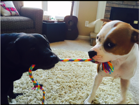 Bucky (left) and Lola (right) are both dogs that have been adopted from the humane society and are now very happy living in their forever home.