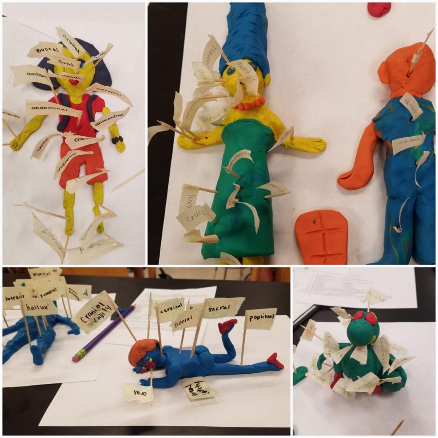 Classifying cartoons. These clay anatomy models highlights different sections or cavities of the body. Many students made their own clay anatomy model, often resembling beloved cartoon characters, to gain a better understanding about the body.