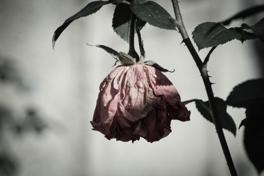 Wilted rose. The weather gets harsh and leaves no exception for once beautiful and lively flowers like roses. Like flowers not being able to survive certain seasons, humans also find it hard to live with their mental health during a specific part of the year.